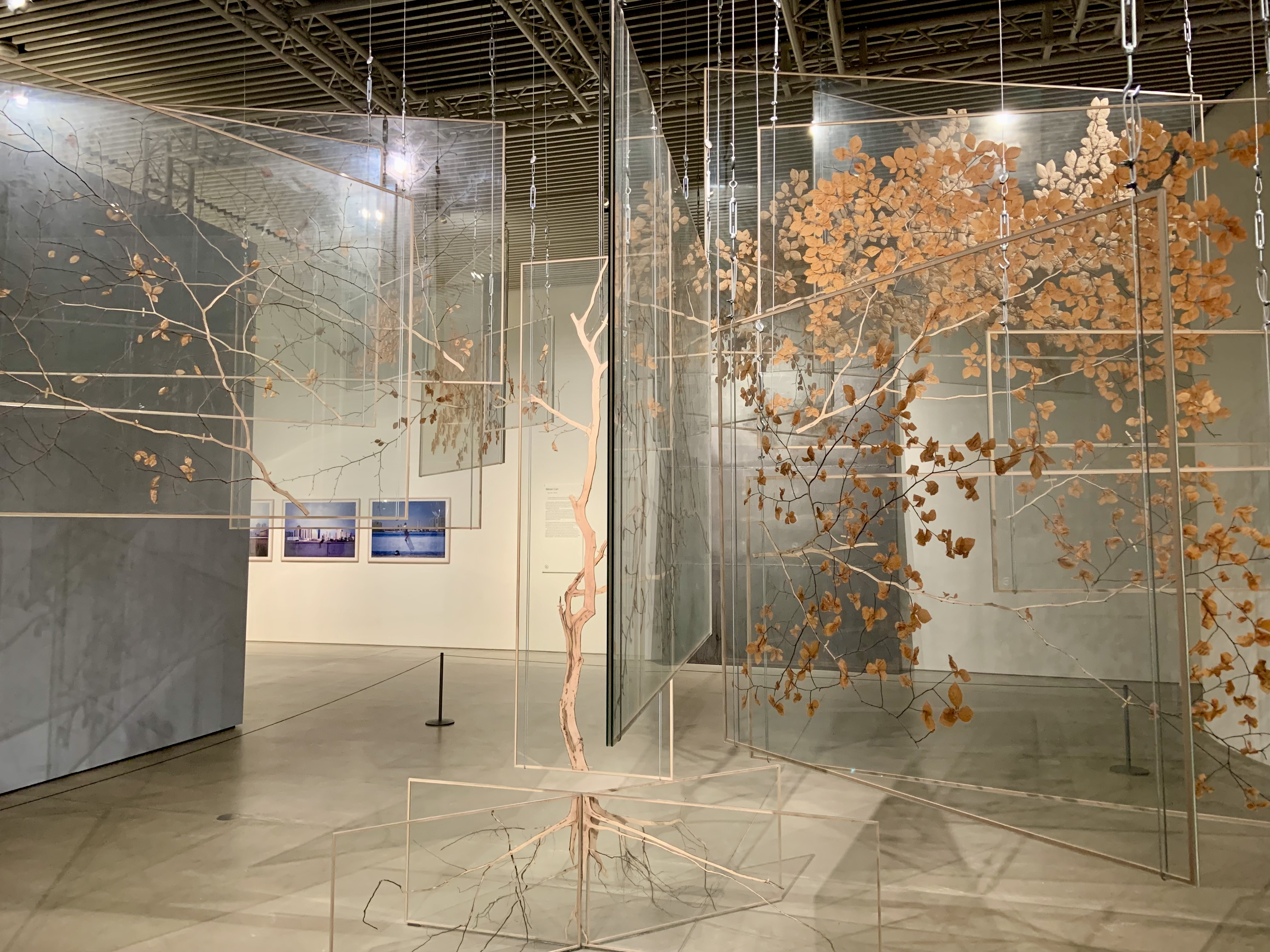 An artwork that consists of thin slices of a tree, put between glas panes and hung in the shape of a tree again.