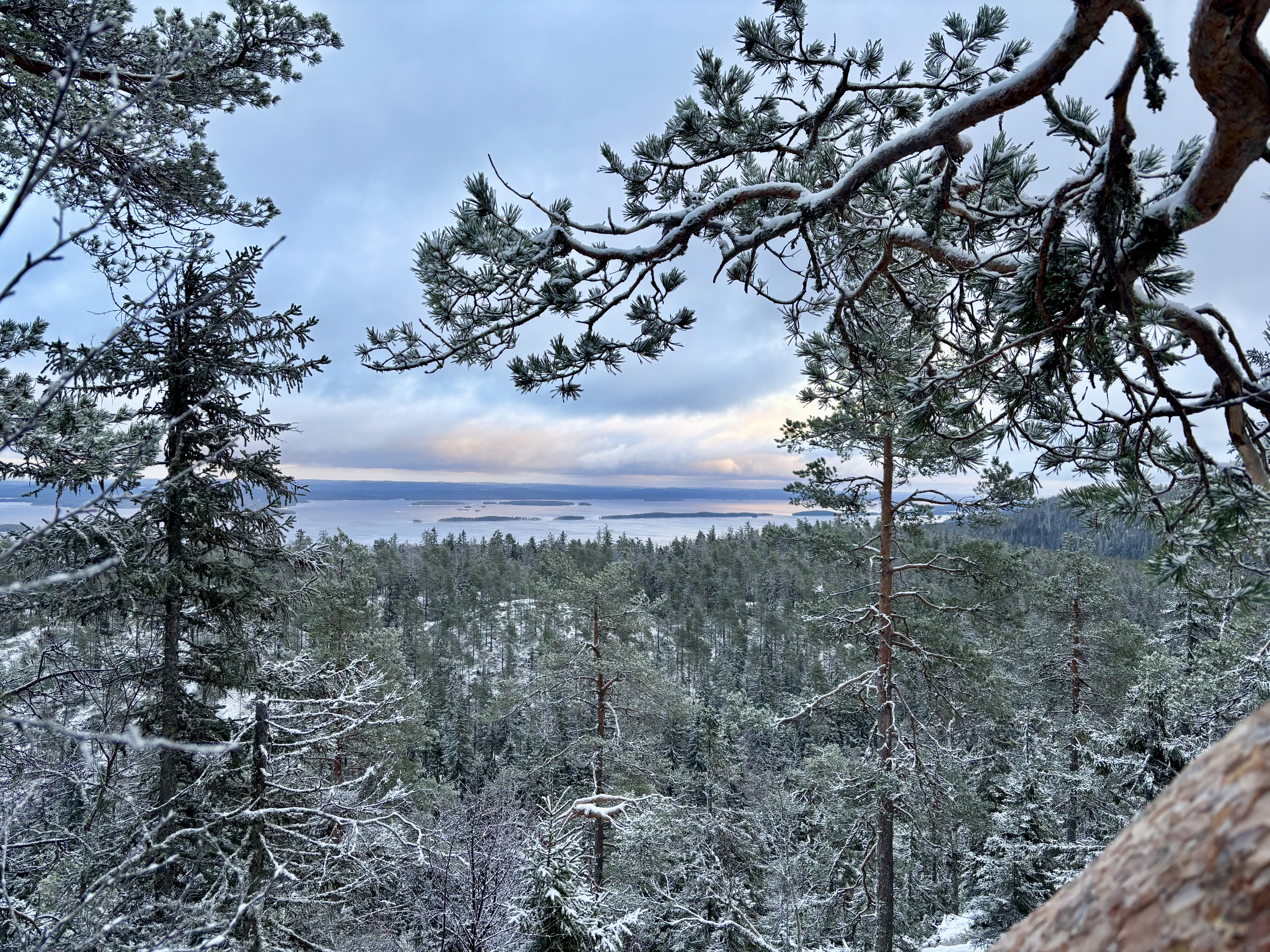 A view from Ukka-Koli in the direction of the lake, with some snowy pines in the foreground.