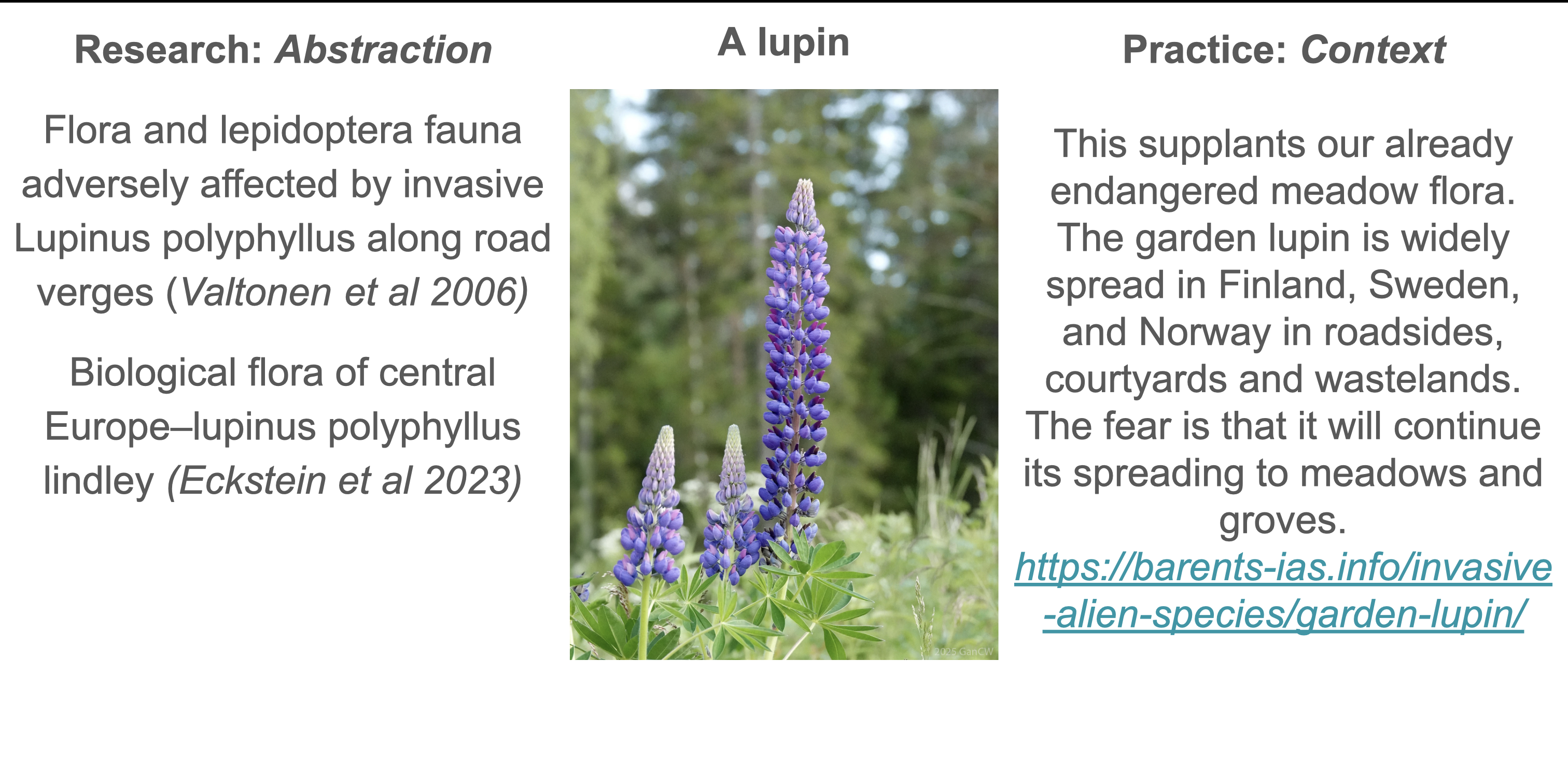 A presentation slide containing a picture of a lupin flower in the middle, with scientific text on the lefthand side and information about the flower in context on the righthand side.